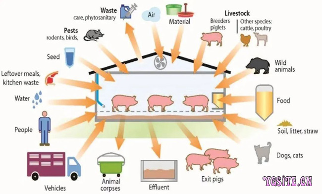 环形生物安全 层层防线构建猪场生物安全 图 牧医图谱 阳光畜牧网 畜牧养殖 动物保健
